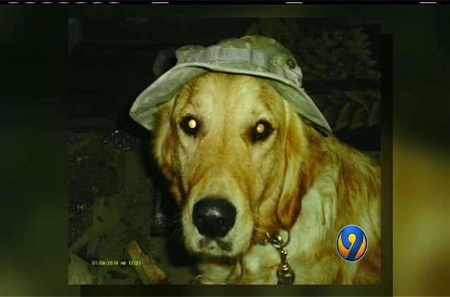 tedd group fights for canine military heroes considered 8216 obsolete