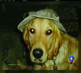 TEDD Group Fights for Canine Military Heroes Considered ‘Obsolete Eq