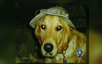 TEDD Group Fights for Canine Military Heroes Considered ‘Obsolete Eq
