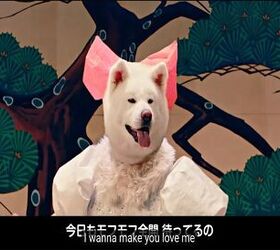 much odd doge tourism video will crack you up or scar you for life