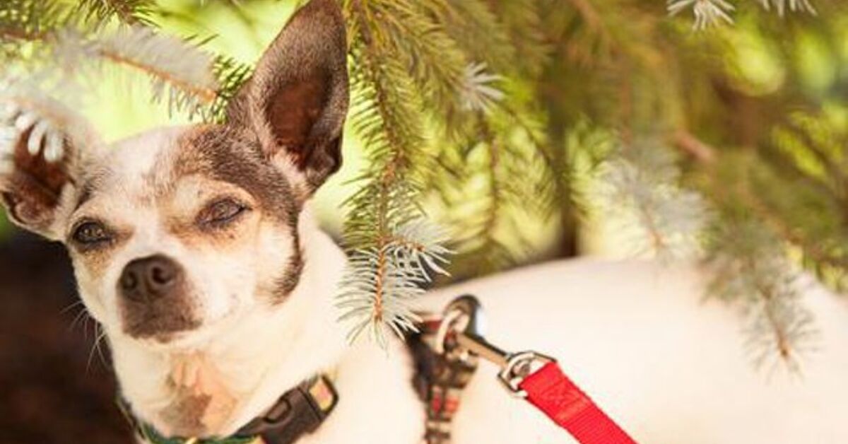 PetSmart s National Adoption Weekend Starts November 11 PetGuide petsmart-s-national-adoption-weekend-starts-november-11-petguide