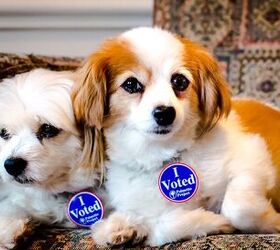 What Makes America Great? Dogs, of Course! [Video]