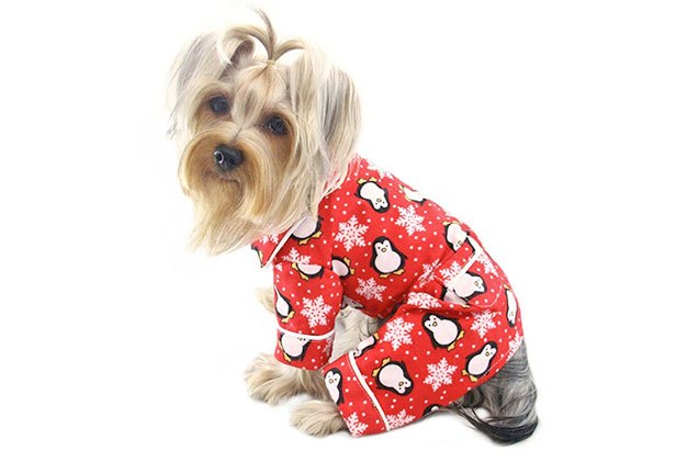 perfect pajamas for your pooch
