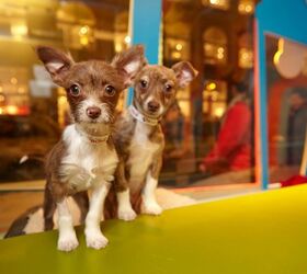 Macy's To Unveil Cutest Holiday Window Display This Friday | PetGuide