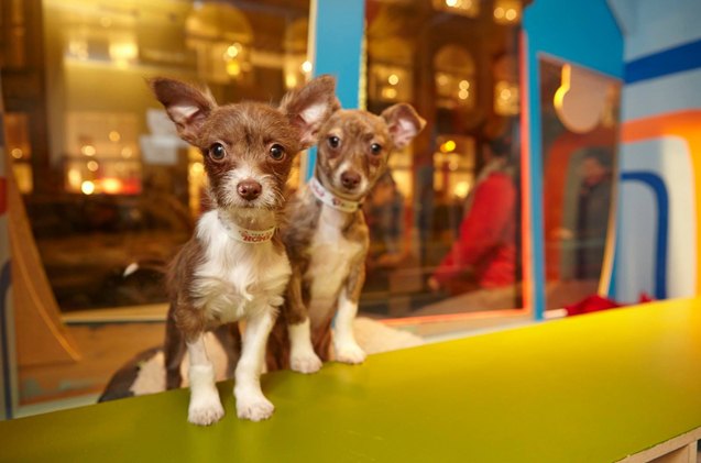 Macy's To Unveil Cutest Holiday Window Display This Friday | PetGuide