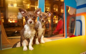 Macy’s To Unveil Cutest Holiday Window Display This Friday