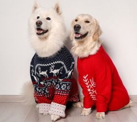 Top 10 Best Ugly Christmas Sweaters for Dogs