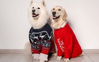 Top 10 Best Ugly Christmas Sweaters for Dogs