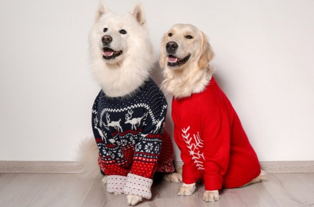 top 10 best ugly christmas sweaters for dogs