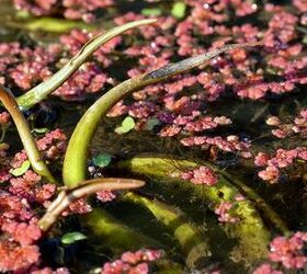 Above the Water’s Surface: A Guide to Emersed Plant Growth