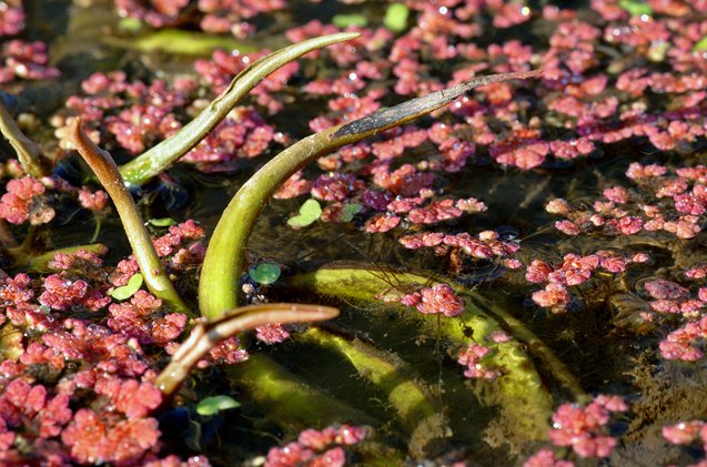above the waters surface a guide to emersed plant growth