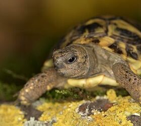 Hermann's Tortoise Information and Pictures - PetGuide | PetGuide