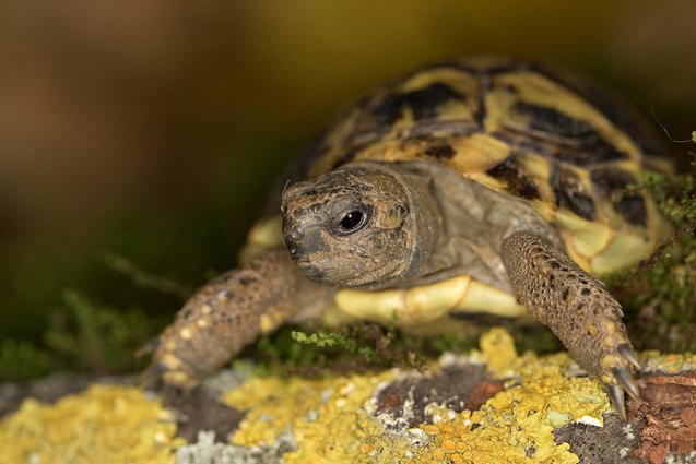 hermann 8217 s tortoise