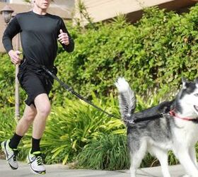 4 Top Tether Training Tips for Dogs
