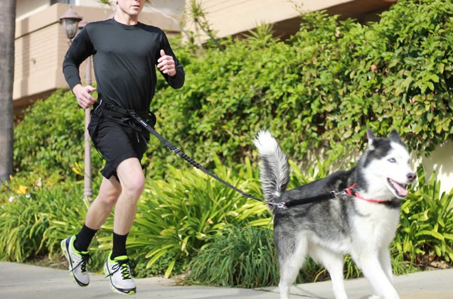 4 top tether training tips for dogs