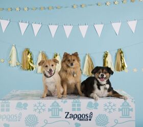 Zappos Aims To Give Pets ‘Homes For The Pawlidayz’