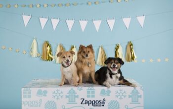 Zappos Aims To Give Pets ‘Homes For The Pawlidayz’