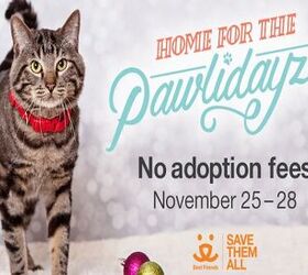 zappos aims to give pets homes for the pawlidayz