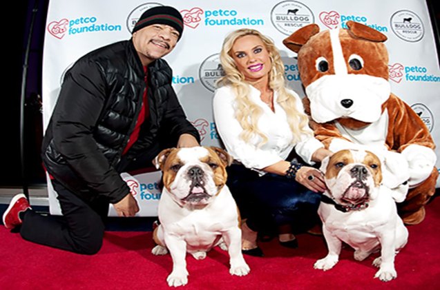 ice t and coco 8217 s beloved bulldog passes away after surgery