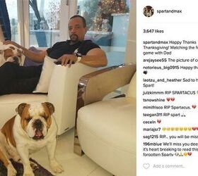 ice t and cocos beloved bulldog passes away after surgery