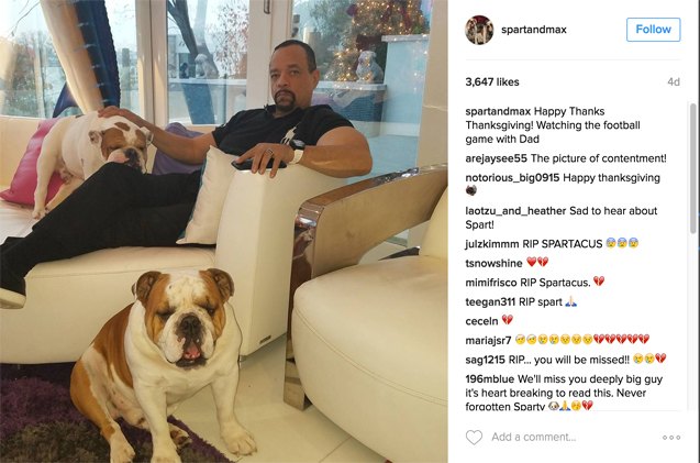 ice t and cocos beloved bulldog passes away after surgery