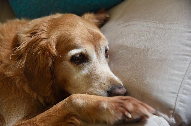 How To Prepare For Your Dog S Journey Across The Rainbow Bridge Petguide How To Prepare For Your Dog S Journey Across The Rainbow Bridge Petguide