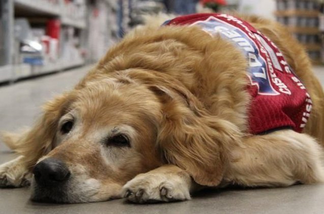 veteran and service dog couldn 8217 t find work 8230 until lowes hired them on