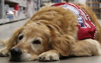 Veteran and Service Dog Couldn’t Find Work… Until Lowes Hired Them