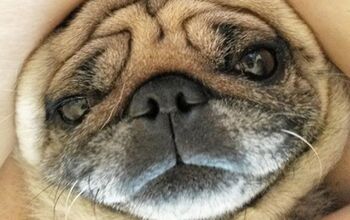10 Photogenic Pet Selfies That’ll Make You Smile