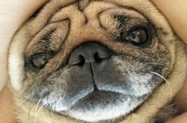 10 photogenic pet selfies thatll make you smile