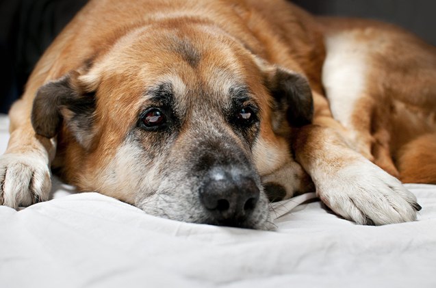 new research shows stress can turn your dog 8217 s fur gray