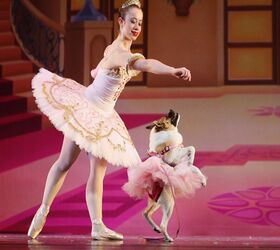 “MuttCracker” Princess Pig Pirouettes On Stage For Charity