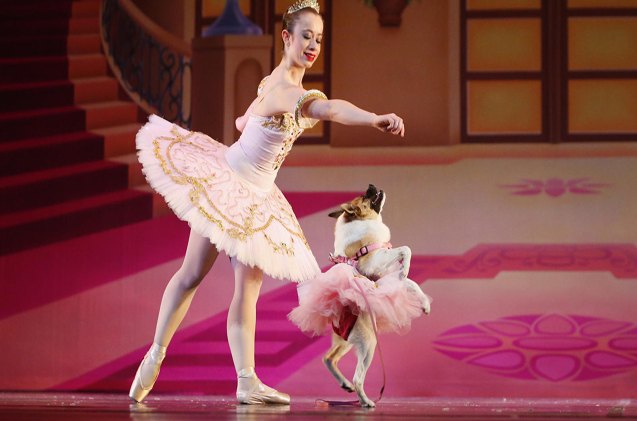 muttcracker princess pig pirouettes on stage for charity