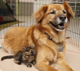 Canine “Kitten Nanny” Hits An Adorable Milestone