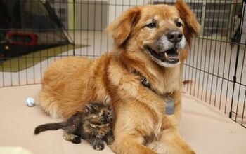 Canine “Kitten Nanny” Hits An Adorable Milestone