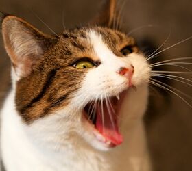 Why You Shouldn’t Ignore Your Cat’s Bad Breath