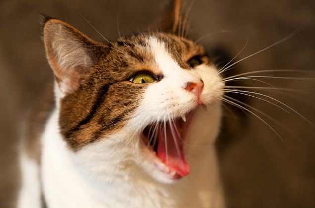 why you shouldnt ignore your cats bad breath