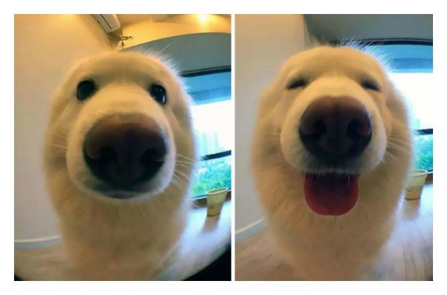 hilarious pics of pets before and after theyre complimented