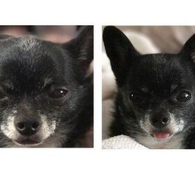 hilarious pics of pets before and after theyre complimented
