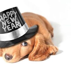 new years outfit for dogs