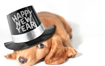 Best New Year’s Eve Pet Outfits