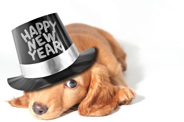 best new years eve pet outfits