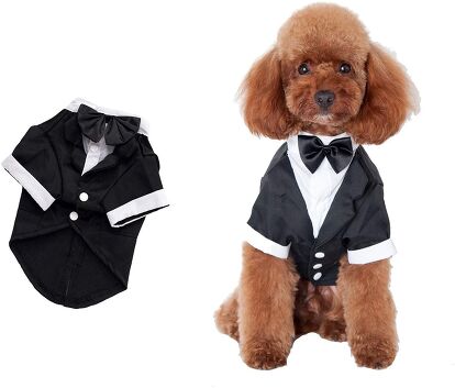 Best New Year’s Eve Pet Outfits | PetGuide
