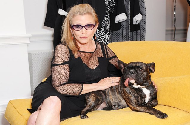 carrie fisher 8217 s beloved french bulldog mourns her death