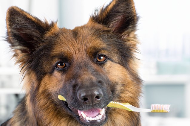 benefits of using coconut oil to brush your dog 8217 s teeth
