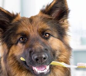 Benefits of Using Coconut Oil To Brush Your Dog’s Teeth