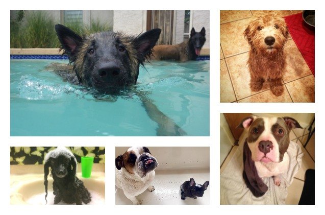 winners of our lucy pet products 8220 make a splash 8221 contest