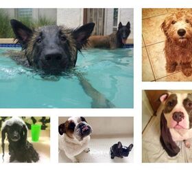 winners of our lucy pet products make a splash contest