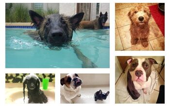 Winners of Our Lucy Pet Products “Make a Splash” Contest