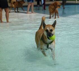 winners of our lucy pet products make a splash contest